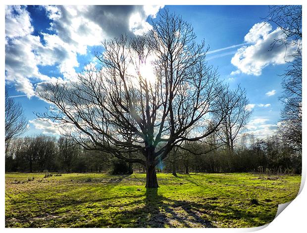 Bare Branches Print by Nick Hirst