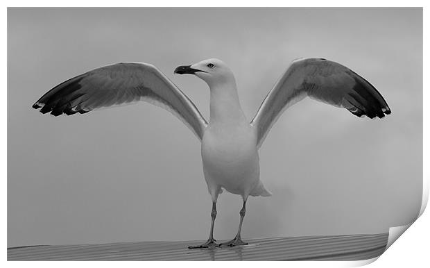 Proud Seagull Print by chris kemp
