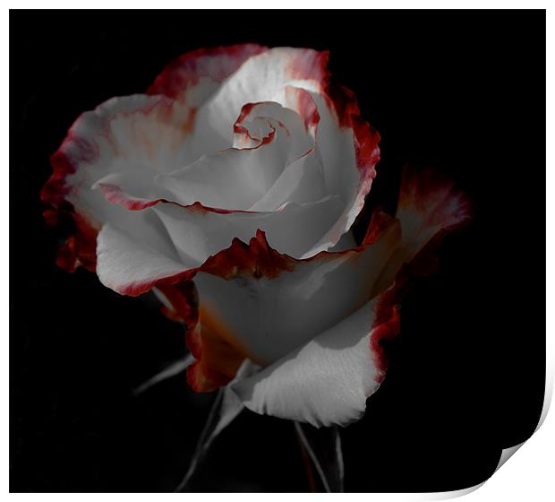 Elegant rose Print by chris kemp