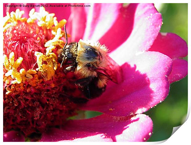 Fuzzy Bee Yellow Pollen Print by Gary Barratt