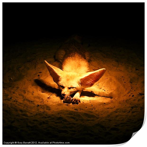 Golden Desert Fox Print by Gary Barratt