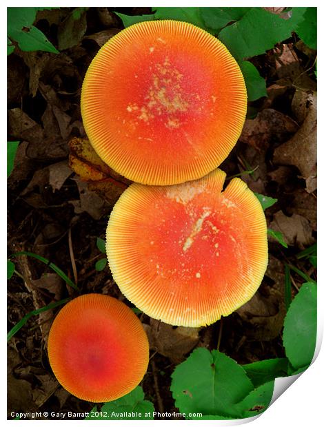 Red Mushroom Trio Print by Gary Barratt