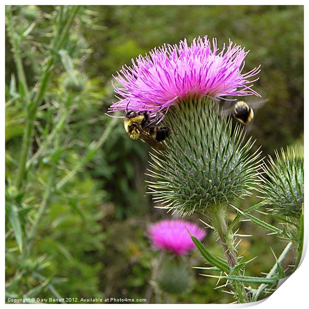 Great Two Bee Scots Print by Gary Barratt