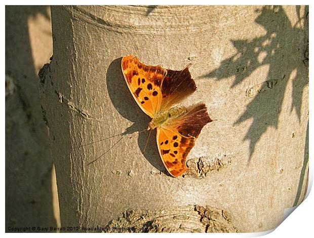 Orange Butterfly On Maple Print by Gary Barratt