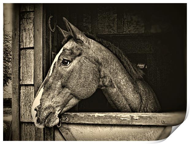 A Horse Of Course - Mono Print by Gary Barratt