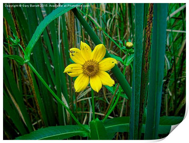  Yellow Wetland Flower Print by Gary Barratt