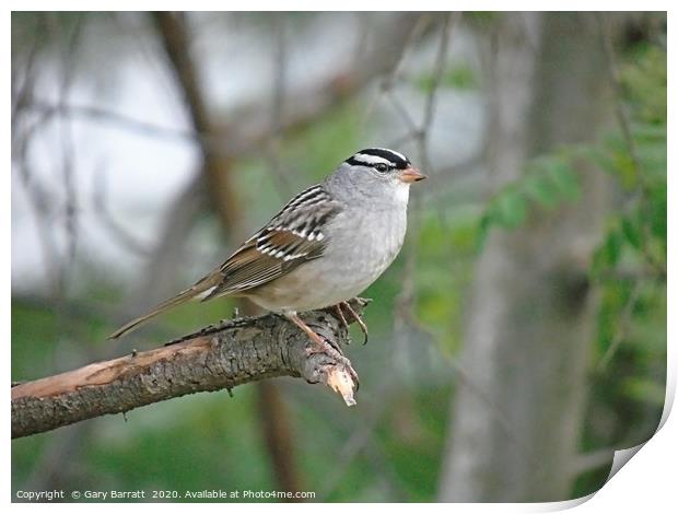 White-Crowned Sparrow. Print by Gary Barratt