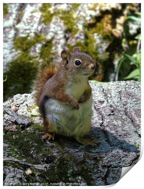 Little Red Squirrel Print by Gary Barratt
