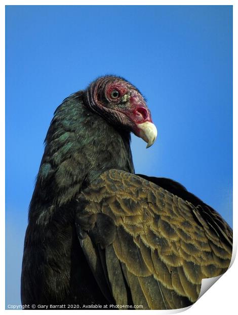 North American Turkey Vulture Print by Gary Barratt
