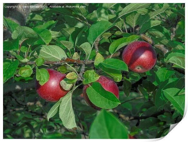Autumn Apples Print by Gary Barratt