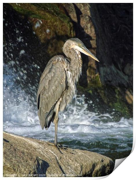 Great Blue Heron By The Water Print by Gary Barratt