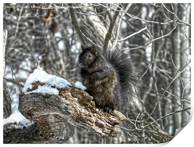 A Squirrel In Thought. Print by Gary Barratt