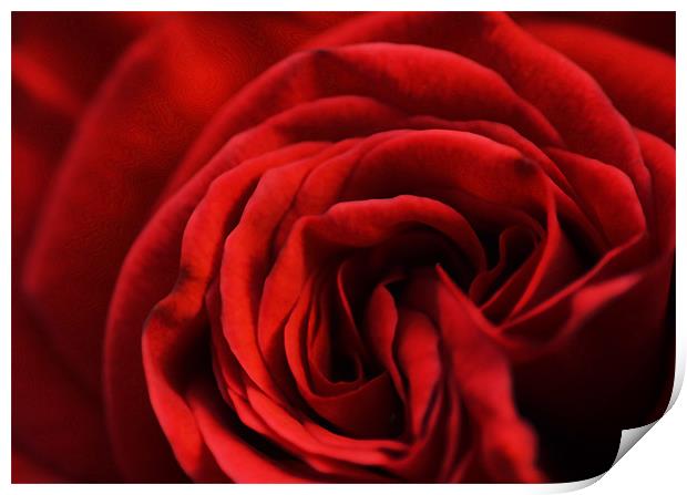 Red Rose Print by Adam Payne