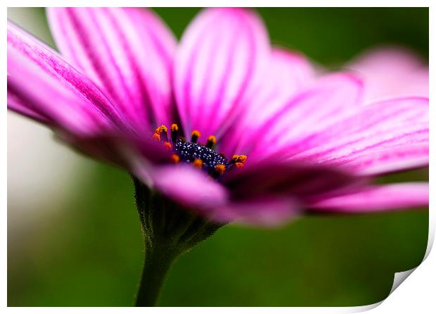 Colourful Purple Heart of Flower Print by Adam Payne