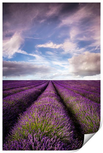 Hitchin Lavender Fields Print by Adam Payne