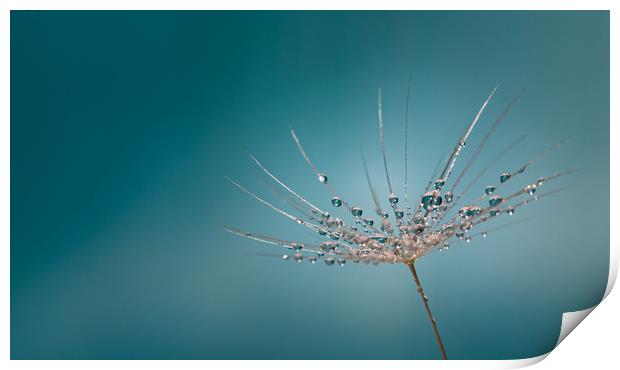 Dandelion Water Refraction Print by Adam Payne