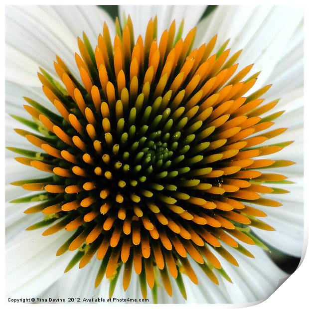 Echinacea Plant Print by Fine art by Rina