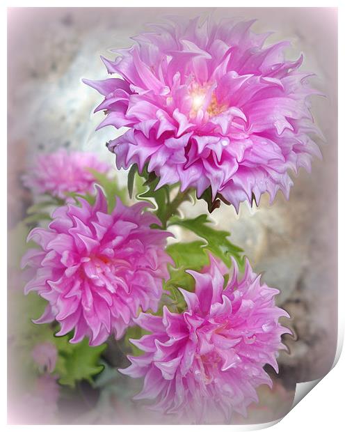 Pink Asters 2 Print by Fine art by Rina