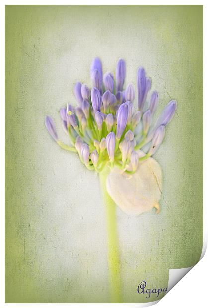 Agapanthus Print by Fine art by Rina