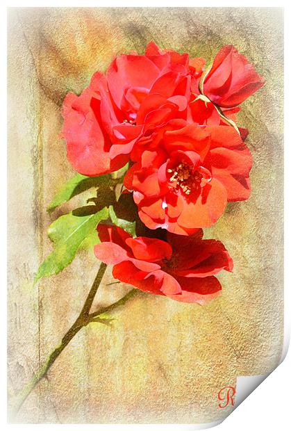 Rose Print by Fine art by Rina