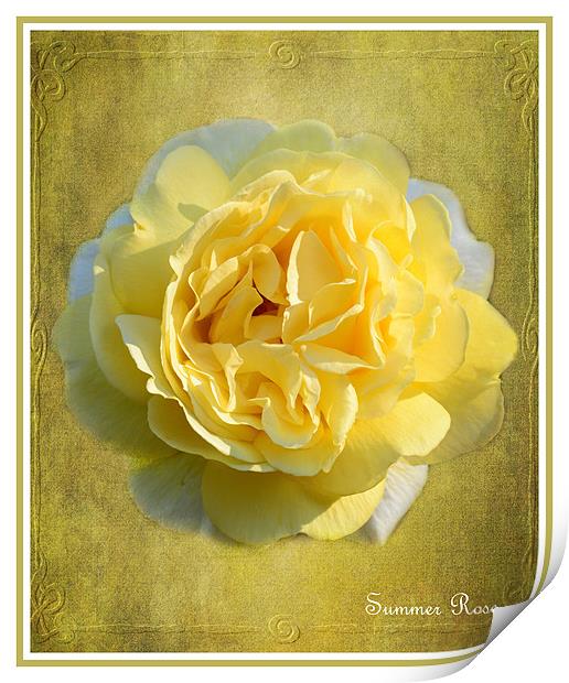 Summer Rose Print by Fine art by Rina
