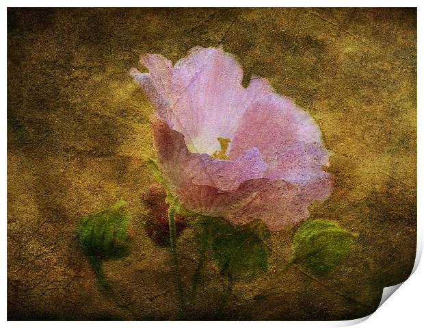 Hibiscus Print by Fine art by Rina