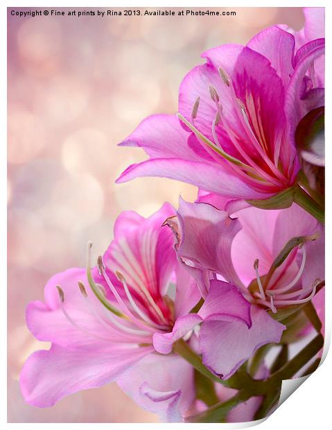 Pink Delight 2 Print by Fine art by Rina