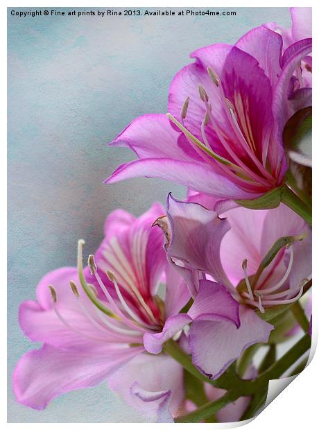 Pink Delight 1 Print by Fine art by Rina