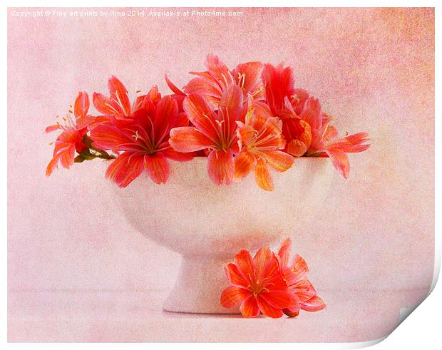 Lewisia (2)...Pretty as a picture (4) Print by Fine art by Rina
