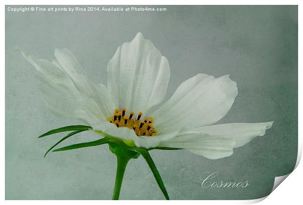 Cosmos Print by Fine art by Rina