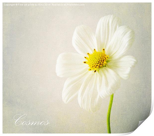 Cosmos Print by Fine art by Rina