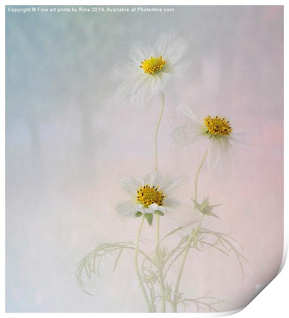  Pretty Cosmos Print by Fine art by Rina