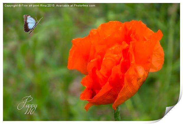  Poppy Print by Fine art by Rina