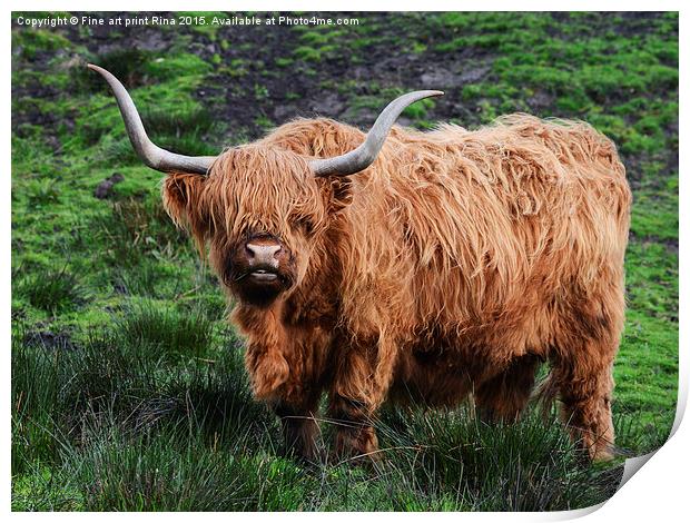  Highland cattle Print by Fine art by Rina