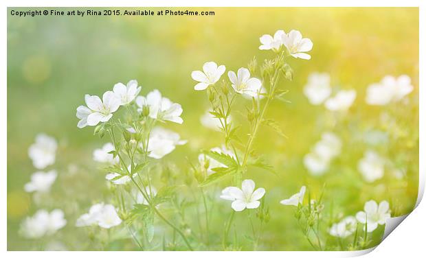  Pretty white flowers in the evening sun Print by Fine art by Rina