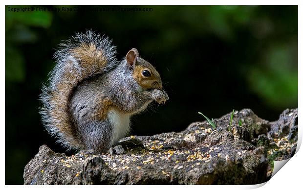 Squirrel  Print by Fine art by Rina