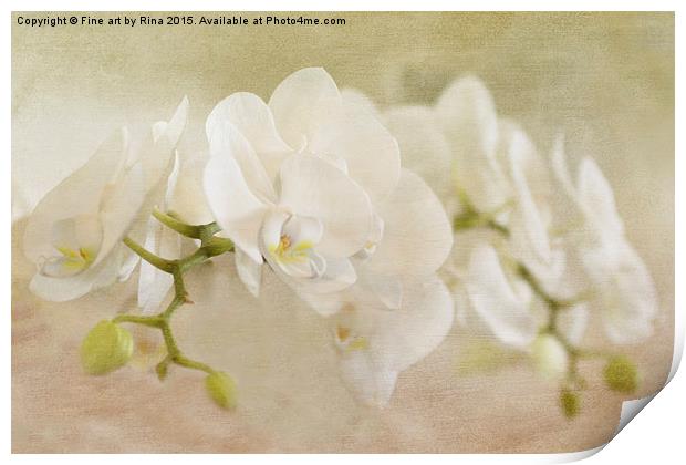  White Orchids Print by Fine art by Rina
