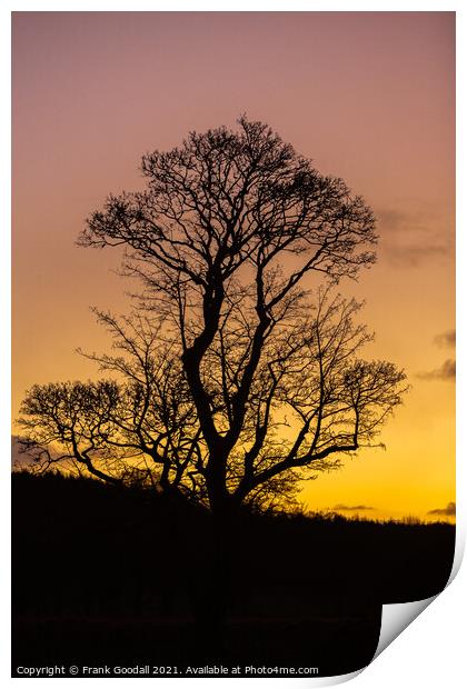 Tree at sunrise Print by Frank Goodall