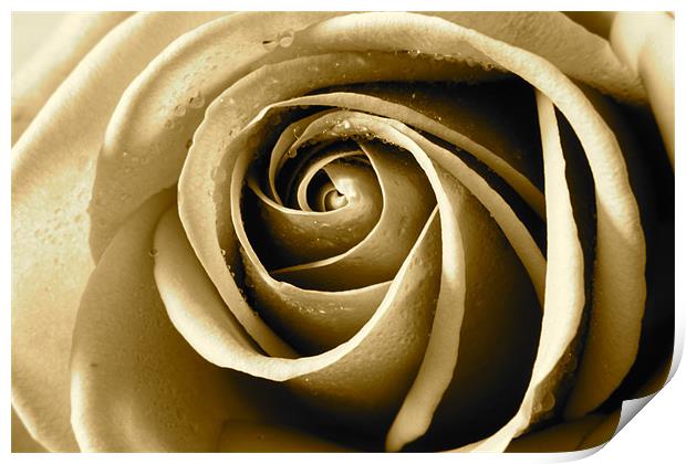 Sepia Rose Print by Kevin Warner