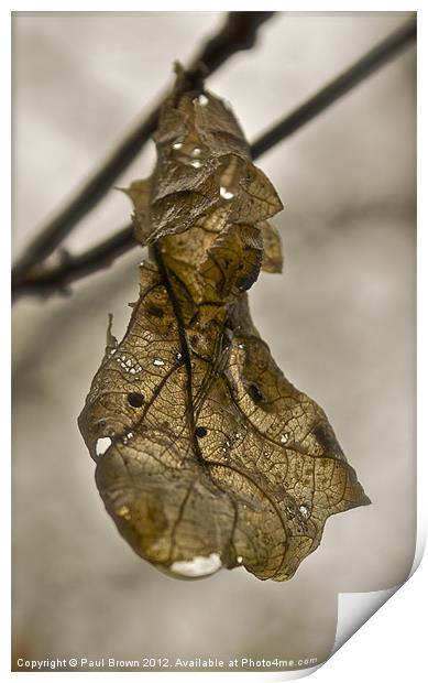 The Spider and the Leaf Print by Paul Brown