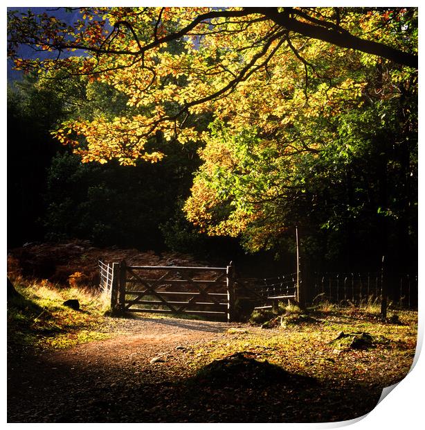  Borrowdale  Autumnal Walk, Lake District Print by Maggie McCall