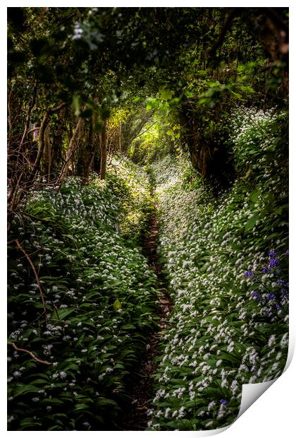  Wild Garlic footpath Townlake, Devon, England. Print by Maggie McCall