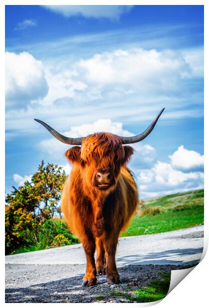 Highland Cow Dartmoor Print by Maggie McCall