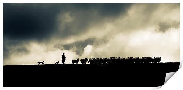 Shepherding in Devon 2 Print by Maggie McCall