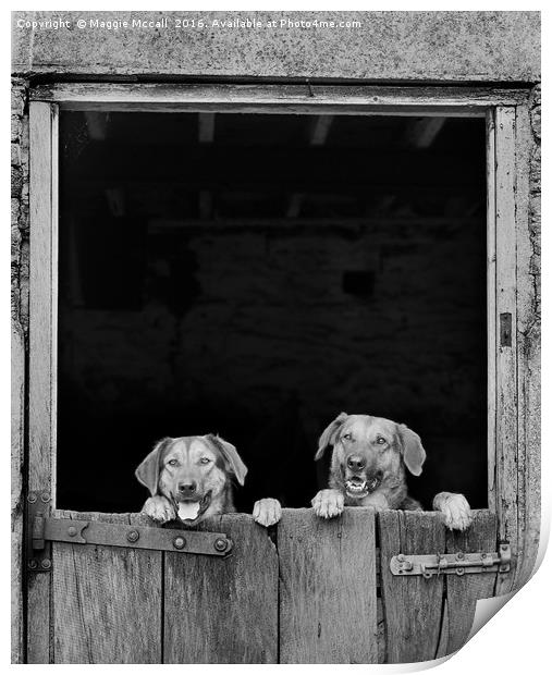 Dogs looking over stable door in Monochrome Print by Maggie McCall