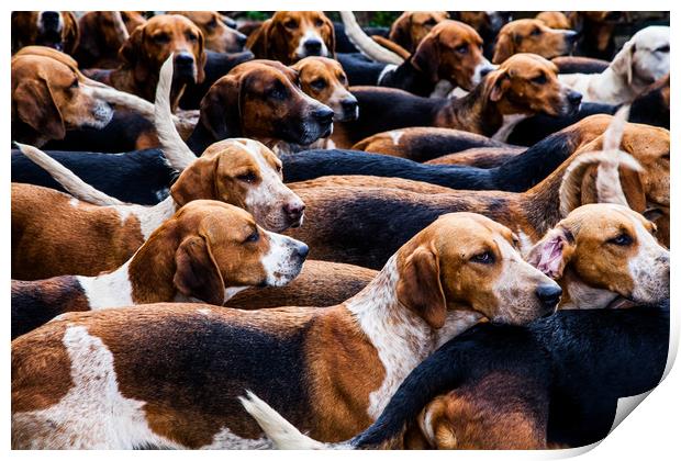 A Pack of fox Hounds. Print by Maggie McCall