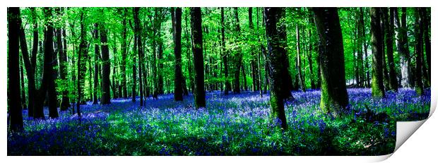 Bluebell Wood, Tavistock, Devon Print by Maggie McCall
