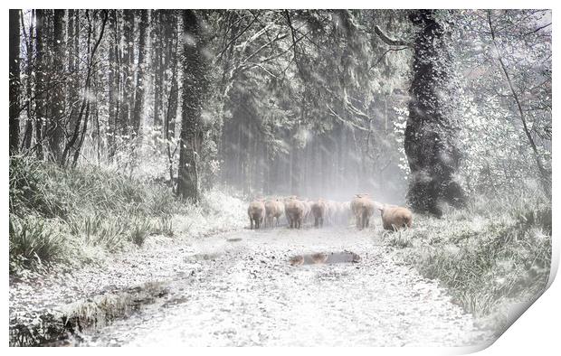 Moving Sheep Along a snowy Tamar Valley, Print by Maggie McCall