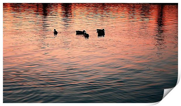 sillouette of ducks on the lake Print by Isabel Antonelli