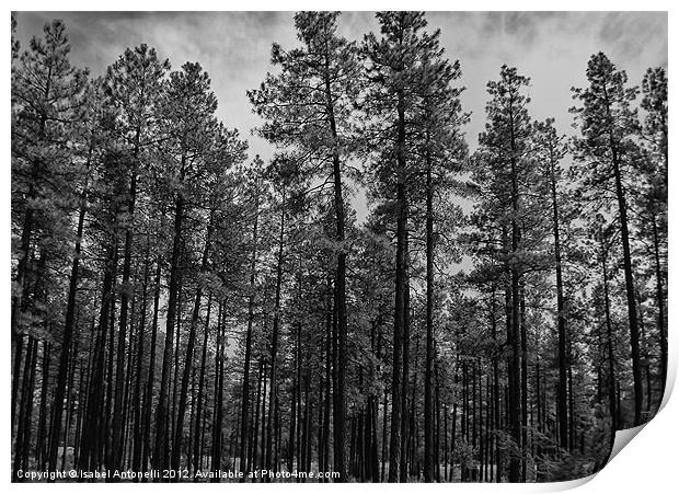 Forest Trees Print by Isabel Antonelli